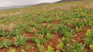 زیبایی چهارمحال