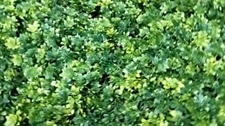 دیوار سبز مصنوعی جدید شمشاد زرد