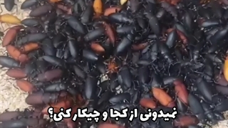 چطوری حشره پرورش دهیم پرورش سوپرورم