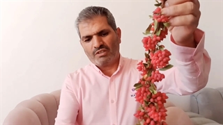 نحوه خشک کردن زرشک تازه در خانه چگونه هست؟