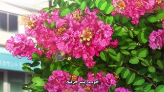 انیمه دروغ آوریل قسمت 14 ( با زیرنویس فارسی )