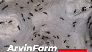 خرید تخم جیرجیرک و پرورش جیرجیرک