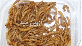 فروش کرم میلورم ۵۰ گرم زنده