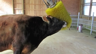 برس قشو گاو