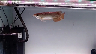 رنگ‌دهی فوق عالی آروانا کِراس‌بَک گُلدن‌هِد