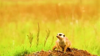 4K ULTRA HD/ حیوانات باکیفیت