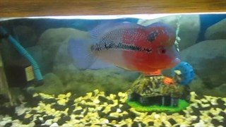 فلاور zz سرخ دیوانه !