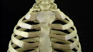 استخوانهای دیواره قفسه سینه آکلند دوبله فارسی