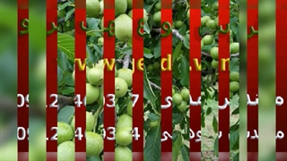 خرید نهال گردو با تخفیف 20 درصدی آبان 1401 با تضمین قیمت و کیفیت