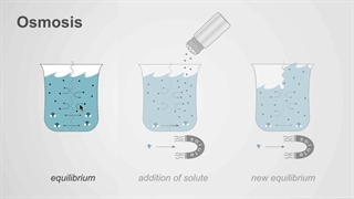 osmosis vs diffusion