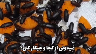 چگونگی پرورش میل ورم و نحوه کسب و کار با آن