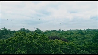 Dolittle - Official Trailer