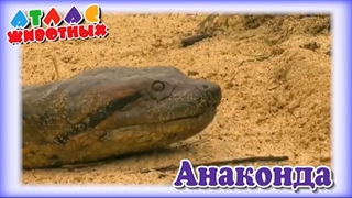 Анаконда Атлас животных