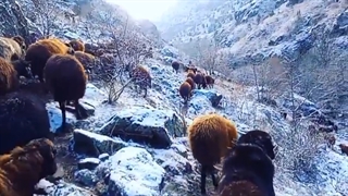 کار و زندگی چوپانان گوسفند