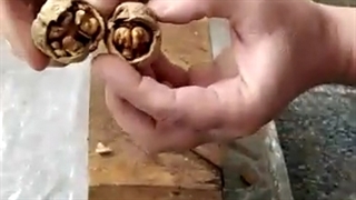 گردو تک درخت چه فرقی با بقیه گردوها داره؟