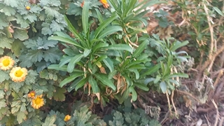 فضای سبز دانشگاه بنت الهدی صدر فردوس