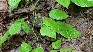 جنگل گلستان ۱۴۰۱