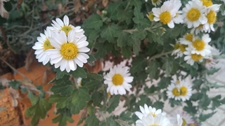 حیاط دانشگاه