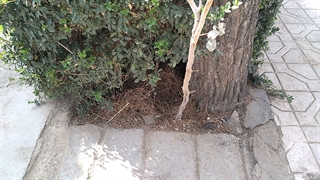 حیاط دانشگاه