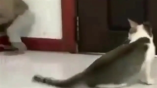 ارمیس میمون