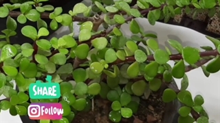 نگهداری خرفه آموزش تکثیر آبیاری کاشت قلمه زدن تعویض گلدان خاک مناسب کود ارگانیک گل و گیاهان آپارتمانی