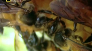 مستند ( زنبورهای جنگجو ) + دوبله فارسی