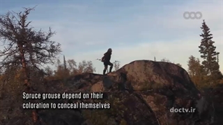 مستند ( تنها قطب شمال ) قسمت 4 + دوبله فارسی