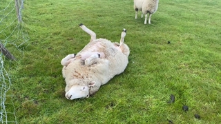 در صورت افتادن گوسفند به پشت چه باید کرد؟