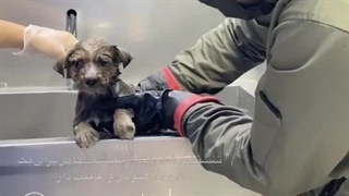 From the deserts of Tehran to Paris and the right to life از بیابان های تهران تا پاریس، و حق زندگی