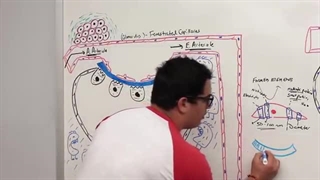 Renal | Glomerular Filtration