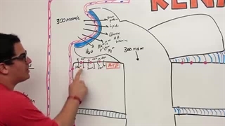 Renal | Proximal Convoluted Tubule