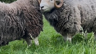 قیمت دام و گوسفند زنده