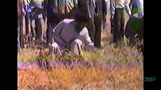 برداشت گندم در خور کرج