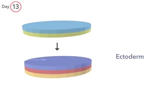 Gastrulation - Embryology
