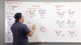 Renal | Autoregulation (Updated)