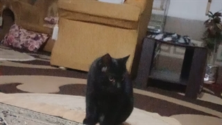 نمیدونم بانو امروز چش شده(کاسکوم با بچه گربه هام چند روزه مثل من غمگینن)