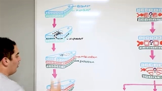 Embryology | Mesoderm