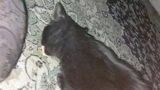 نمیزارن بخوابم زن نگرفته بچه دار شدم