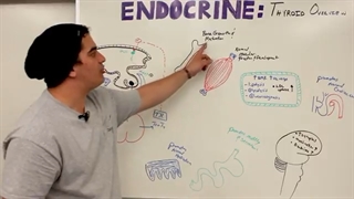 Endocrinology | Thyroid Overview