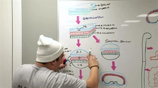 Embryology | Endoderm