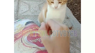 گربه ها رو نگاه کن چه نازن