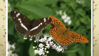 Paul Mauriat - Besame mucho