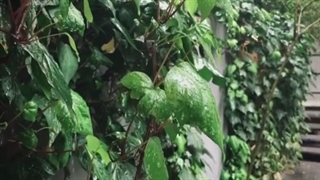 قاصدک ، ابرهای همه عالم شب و روز ، در دلم می‌گریند .