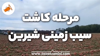 0تا 100 پرورش سیب زمینی شیرین | سوییت زمینی