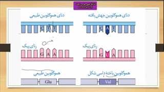 تدریس زیست دوازدهم "جهش هموگلوبین"