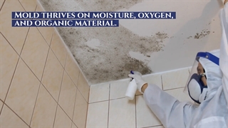 ASAP MOLD TESTING ENCINO