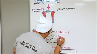 Embryology | Development of Muscular System