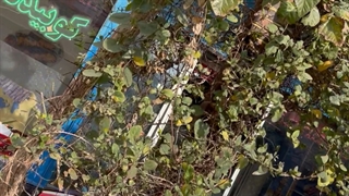 رستوران ریحون