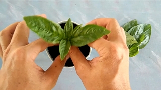 روش بازیافت بشقاب های یکبارمصرف