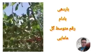 فروش نهال بادام دیرگل ۰۹۱۴۸۲۸۶۳۴۱